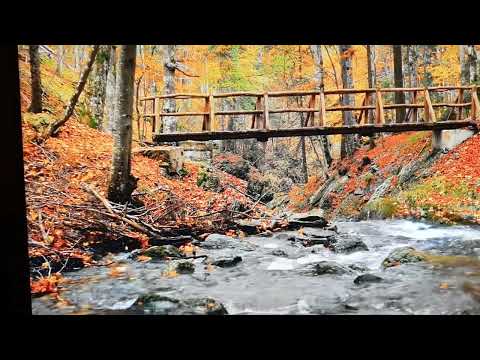 А.С. Пушкин - Роняет лес багряный свой убор...