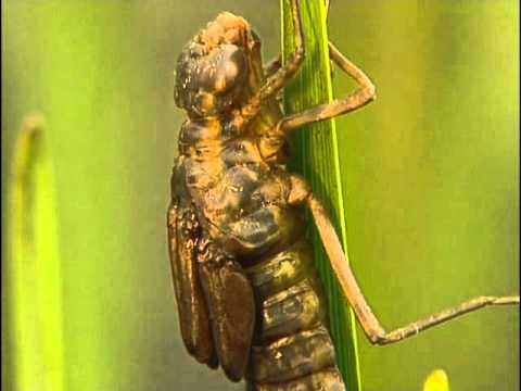 Chroniques de libellules - Documentaire