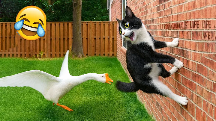 Try Not to Laugh | The Funniest Cats and Dogs 😹🐶 Part 25 | Funny Animals Video 2025