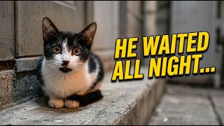 Stuck on a high ledge at 2 months old – his transformation 24 hours later will surprise you 😿➡️😻