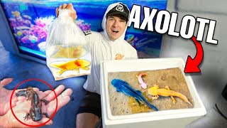 BUYING AXOLOTL OFF THE WEB For My Aquarium... (i got scammed)