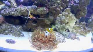 Clownfish Feeding Anemone