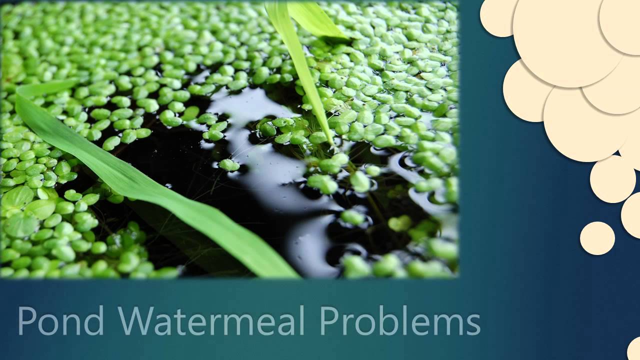 NBS RASK Pond Duckweed Treatment YouTube