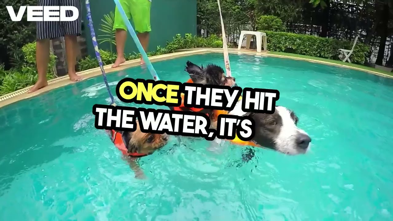Watch This Pup Catch Waves! VEED