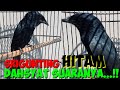 Burung srigunting hitam gacor suaranya unik variasi  burung saeran jawa barat