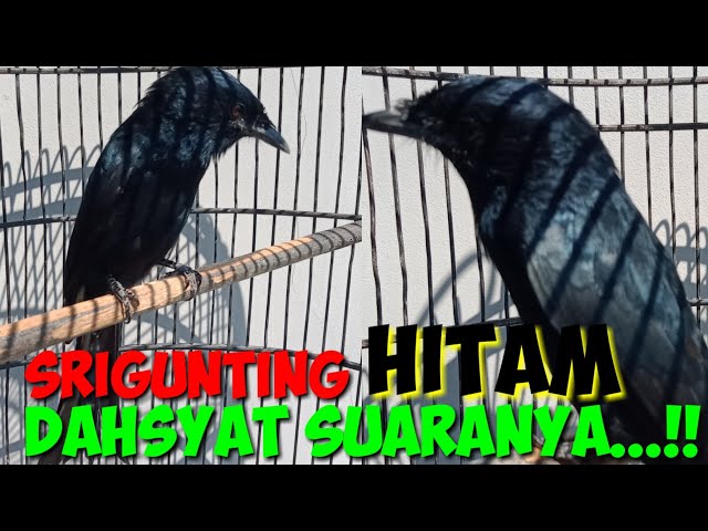 Burung Srigunting Hitam Gacor Suaranya Unik Variasi || Burung Saeran Jawa Barat class=