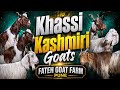 Khassi Kashmiri Bakre at Fateh Goat Farm Pune