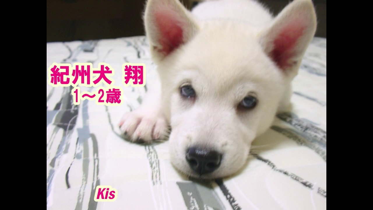 紀州犬 翔 1 2歳 Kishu Dog Sho 1 2 Years Old 2 Youtube