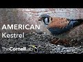 5 Eggs at the Wisconsin Kestrel Cam | Cornell Lab | Raptor Resource Project