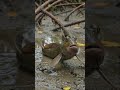 This Fish Walks When the Tide Disappears