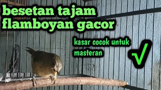 masteran flamboyan gacor full besetan kasar