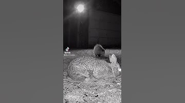 A Possum gets sprayed by a skunk