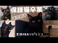 [保護猫卒業]美しい黒猫マミと5匹の子猫たち、みんな里親様のもとへ巣立っていきました！🥹里親様ありがとう✨