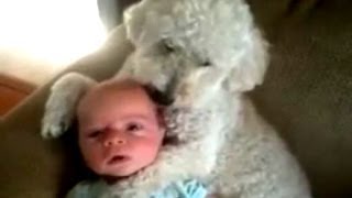 Dogs Love Babies Compilation 2014 [NEW]