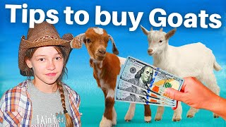 Goats for Sale Near Me! 🐐 Buying Goats!