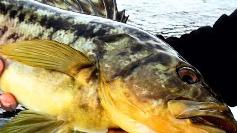 On the Bite in Baja Norte