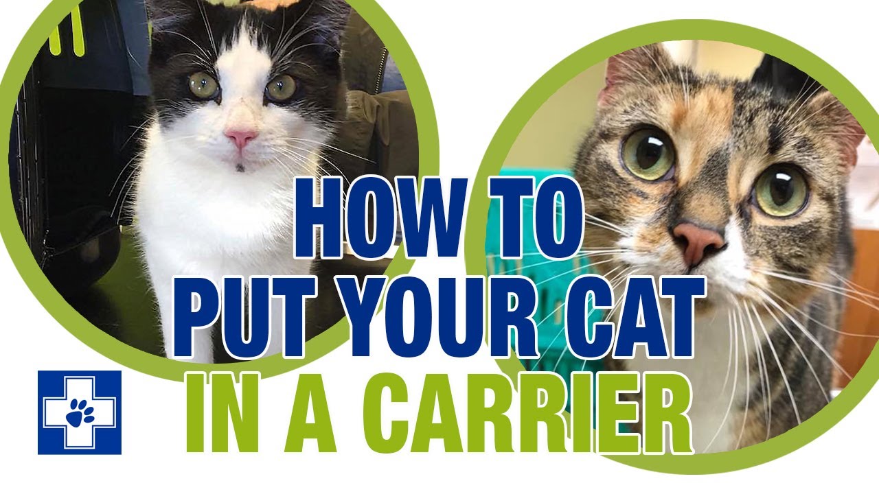 how to put a cat in a carrier