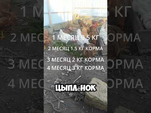 ВОТ ПОЧЕМУ НЕЛЬЗЯ