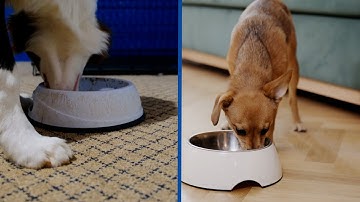 Plastic vs Metal Dog Bowls: Which is Better for Your Dog?