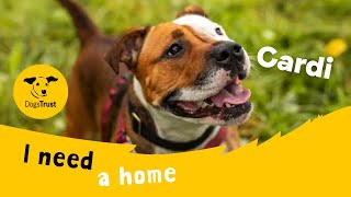 Cardi the super Staffie | Dogs Trust Manchester