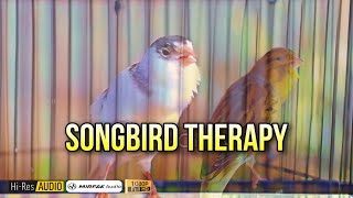 TERAPI SUARA KENARI   AIR MENGALIR UNTUK ADAPTASI ANTI STRESS KENARI DITEMPAT BARU ‼️