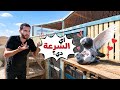 The Strangest Pigeon Pairing And A Lot Happened In The Loft 