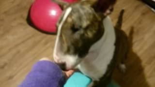 Bulterier Miniaturowy Rocky Hotel Petsi The Dogs Out Fun