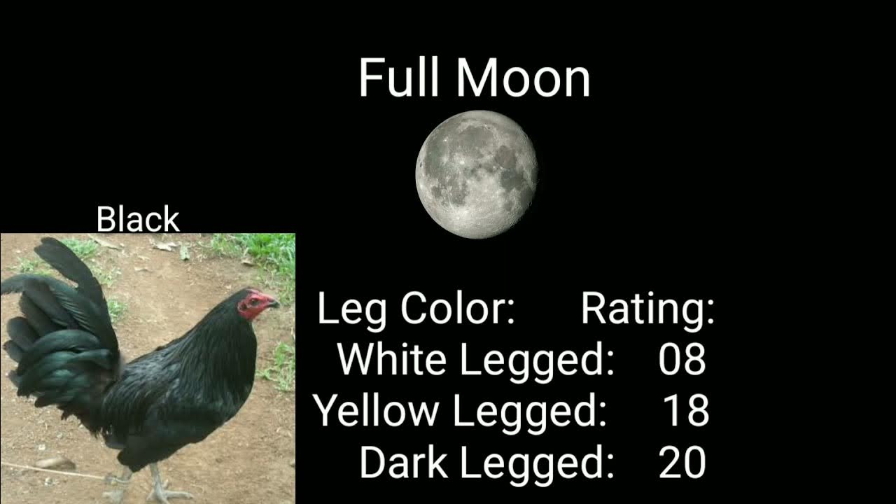 Online Sabong How to use the Lunar Calendar on Online Sabong YouTube