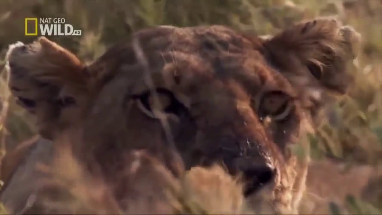 Best Documentary 2017 NAT GEO WILD الكلاب البرية في افريقيا YouTube