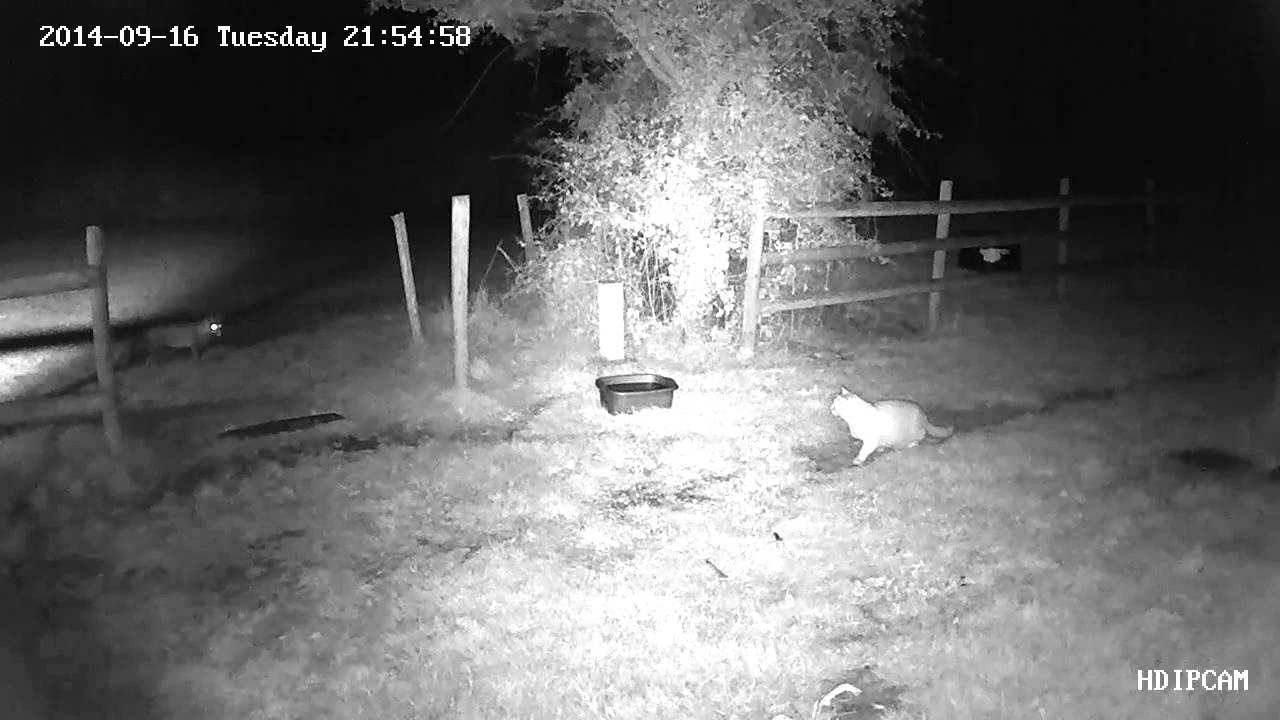 videos for cats Fox disturbs a cat stalking mice