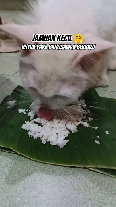 BUK4N 7AMUAN BIA5A #shorts