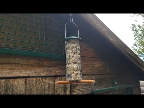 Upgrading the workshop bird feeder (again)