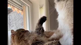 Siberian cat vs Birman cat