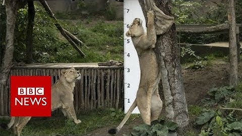 ZSL London Zoo annual Animals weigh-in - BBC News