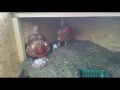 Lustige Katzenbabys im Hühnerstall