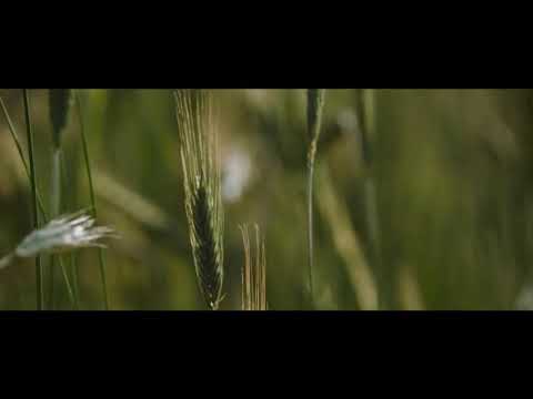 مقطع من فلم   مترجم