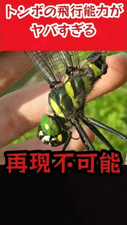 トンボ最強 トンボ最強