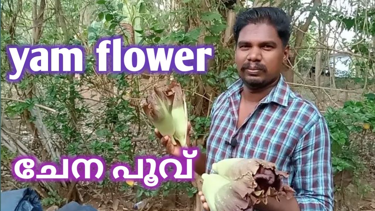 Yam flower. ചേന പൂവ് YouTube