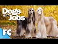 Dogs With Jobs | S4E10: Vernon, Bodhi &amp; Baron | Full Animal Documentary TV Show | FC