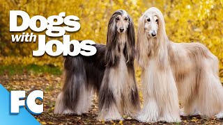 Dogs With Jobs | S4E10: Vernon, Bodhi & Baron | Full Animal Documentary TV Show | FC