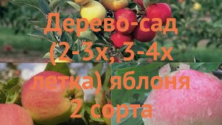 Яблоня обыкновенная Кандиль орловский - Антоновка обыкновенная 🌿 обзор: как сажать, саженцы яблони