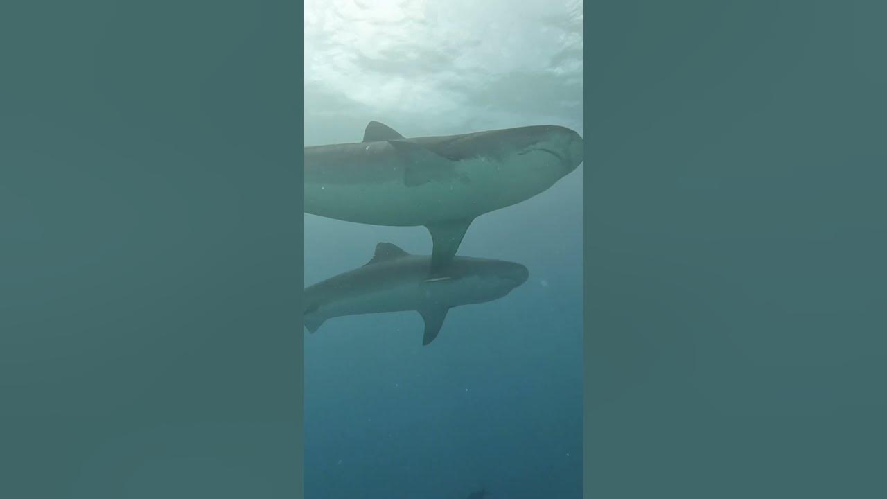TIGER SHARK SOCIAL BEHAVIOR - Parallel Swimming #shark #shorts - YouTube
