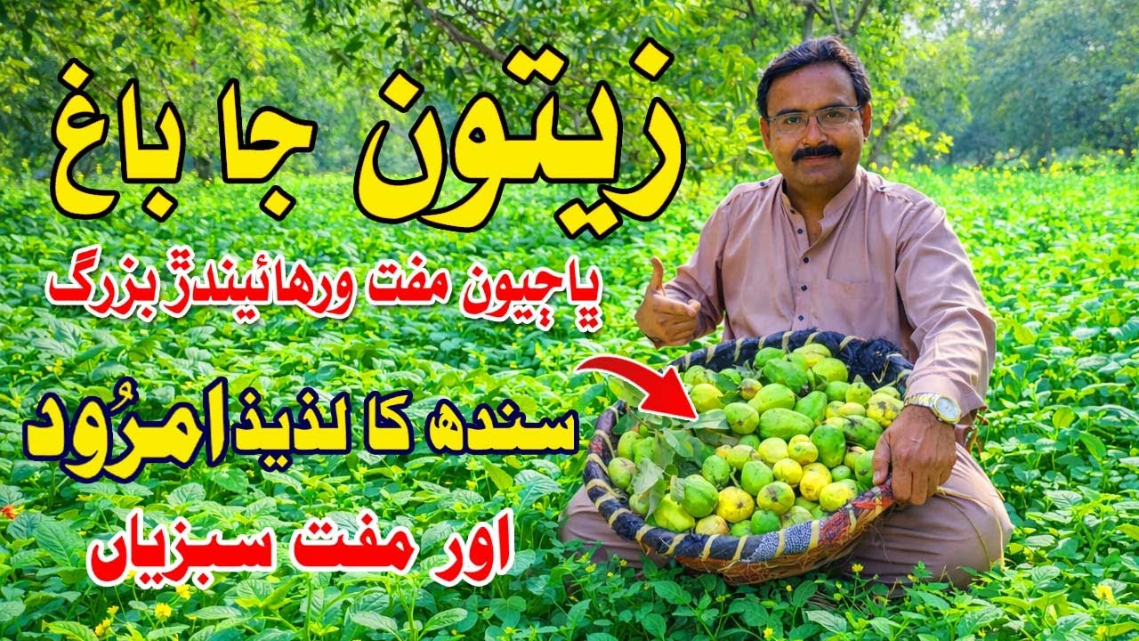 guava groves and villagers distributing free vegetables
