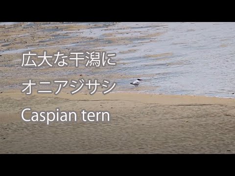 【広大な干潟に】オニアジサシ Caspian tern