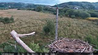 🏴 DYFI OSPREY PROJECT 2026: Live Streaming in 4K 🏴 🏴 DYFI OSPREY PROJECT 2026: Live Streaming in 4K 🏴