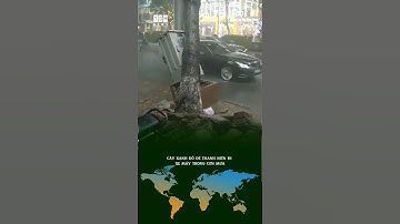 Cây xanh đổ đè thanh niên đi xe máy trong cơn mưa #shorts