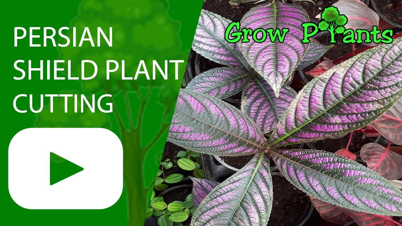 Persian Shield plant Cutting YouTube