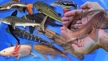 Nhiều loại cá cảnh nước ngọt, cá trê bông, cá la hán, cá lóc da beo, cá két koi, ếch