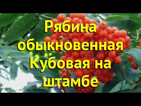 Рябина обыкновенная на штамбе обыкновенная Кубовая на штамбе. Краткий обзор sorbus aucuparia Кубовая