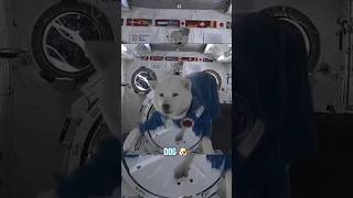How animals react to Zero gravity?